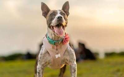 Celebrate DOGust in Yorktown and Poquoson