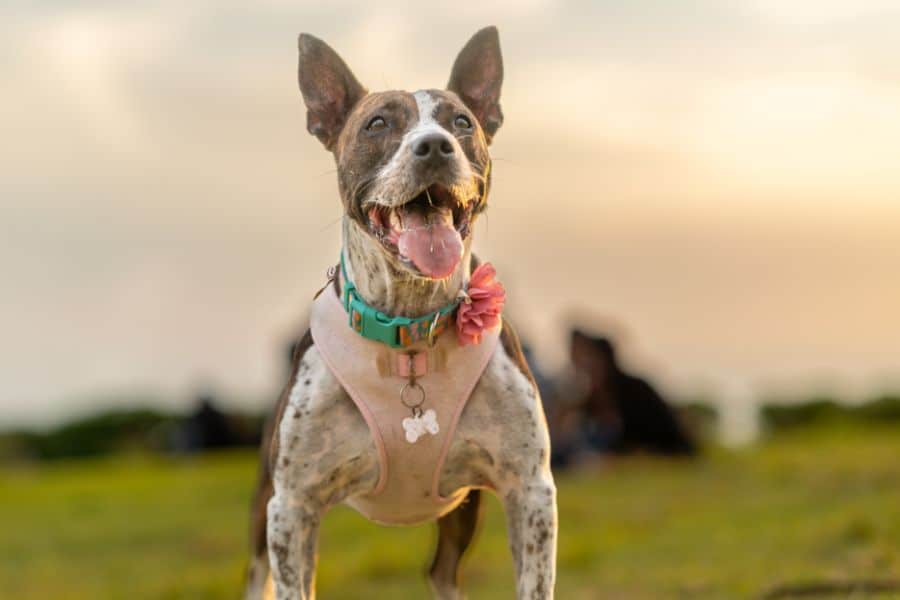 Happy dog wearing a pink harness and flower accessory standing outdoors at sunset.