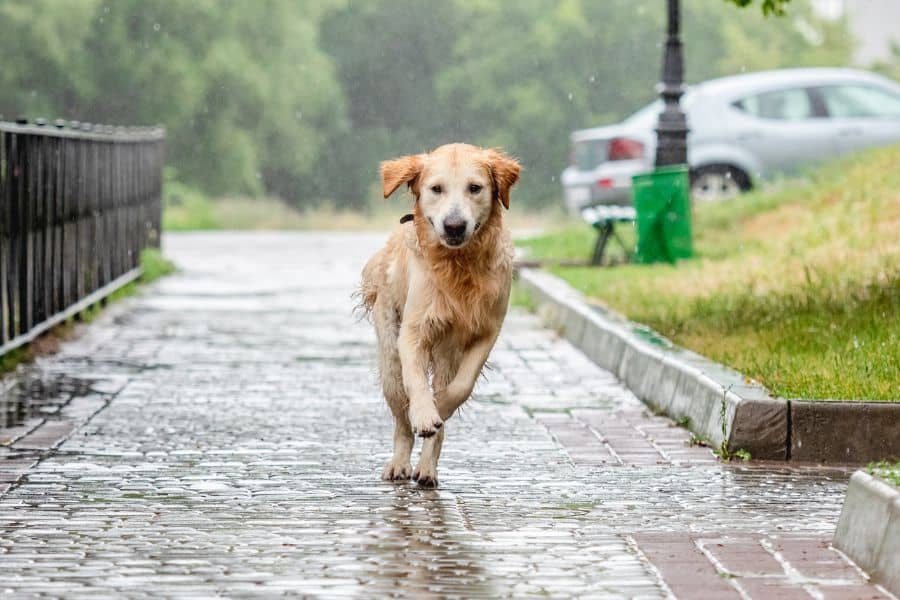 Wet golden retriever running on a rainy cobblestone path in a park.