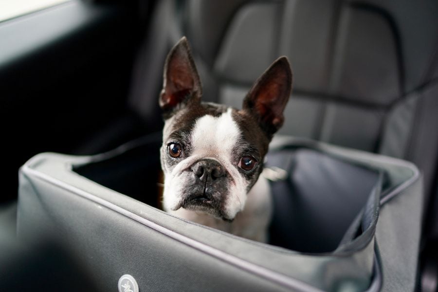 Boston Terrier sitting in a car booster seat