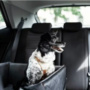 Black and white dog sitting in a car seat booster.