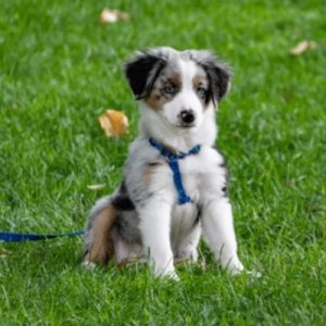 Australian Shepherd puppy wearing a blue harness sitting on grass.