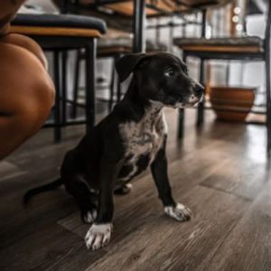Black and white puppy sitting on a wooden floor indoors.