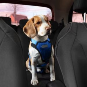 Beagle wearing a blue harness sitting in a car seat.