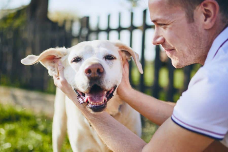 Smiling Labrador Retriever being affectionately held by its owner outdoors