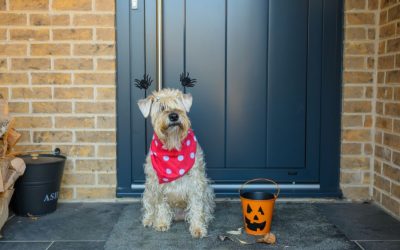 5 Top Tips for Trick-or-Treating with Dogs