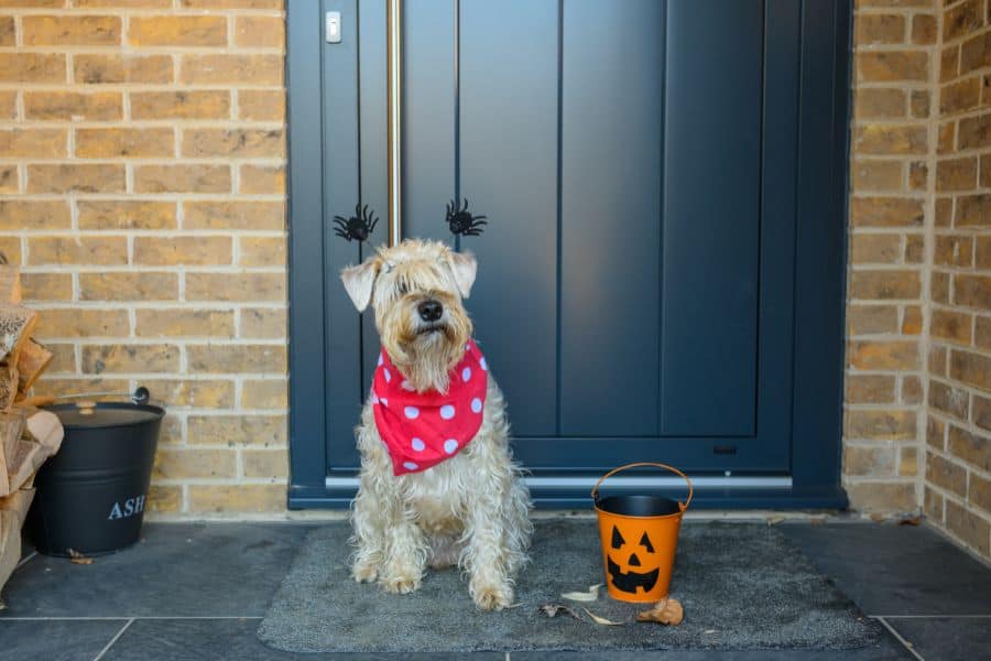 Dog dressed in Halloween costume with pumpkin bucket in Yorktown, Poquoson, Newport News, and Hampton, Virginia – promoting pet-friendly community events and local marketing services