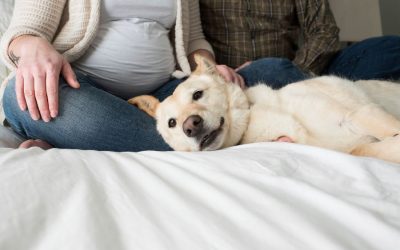 Bundle of Joy: Preparing Your Pet For Baby