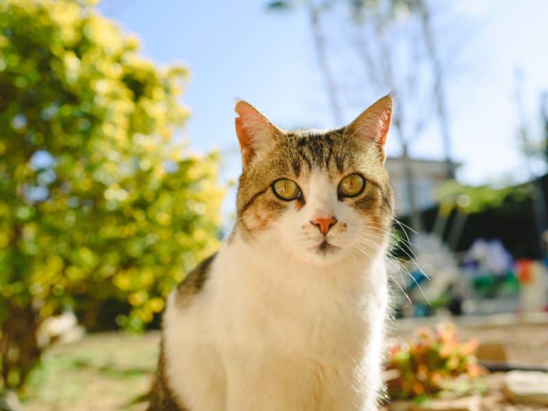 Tabby and white cat with golden eyes sitting outdoors on a sunny day.
