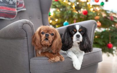 Celebrate the Holidays with Your Pets In & Around Yorktown