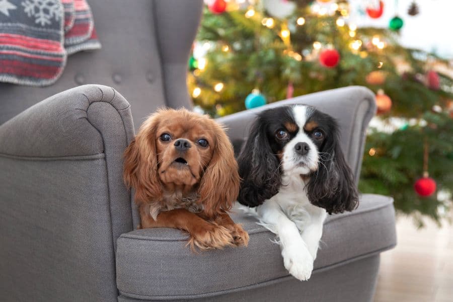 Two Cavalier King Charles Spaniels sitting on a gray armchair in front of a decorated Christmas tree.