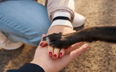 Celebrating the Hearts at Home Pet Sitting Team