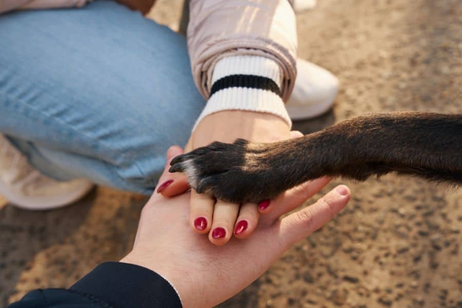 Dog’s paw placed on top of two human hands stacked together, symbolizing trust and teamwork