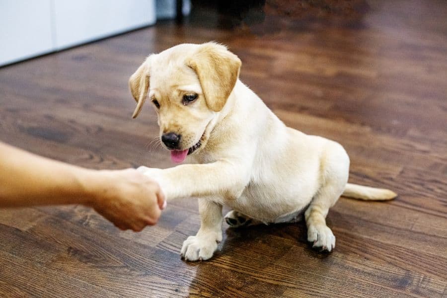Yellow Labrador puppy learning to shake hands indoors in Yorktown, Virginia