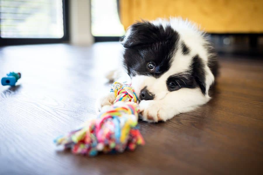 Four Playtime Tips for Puppies Engaging Their Minds and Bodies (1)