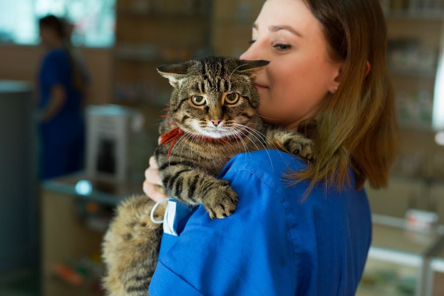 Tabby cat being held by a veterinary professional with Hearts at Home Pet Sitting in Newport News, Virginia.