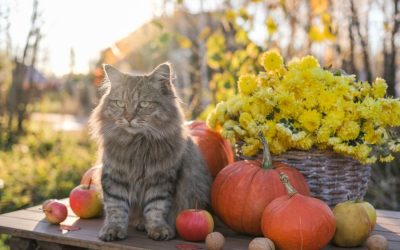 Gratitude from the Heart: A Thanksgiving Message from Hearts at Home Pet Sitting
