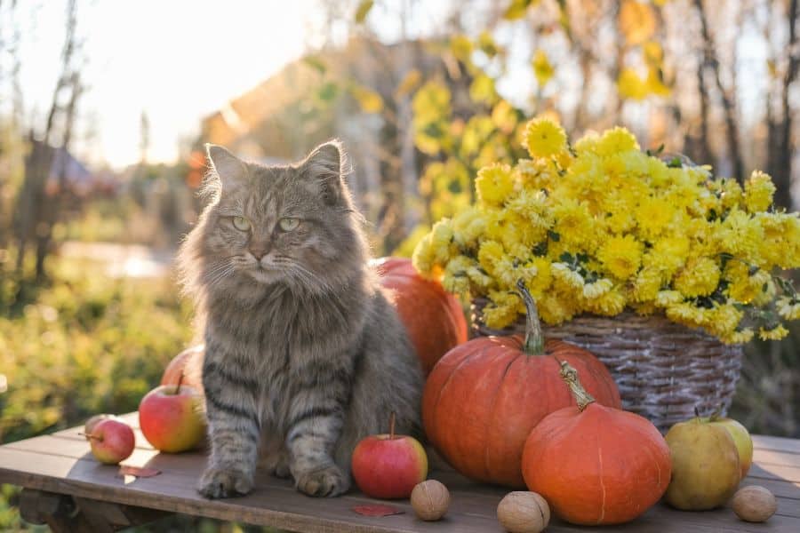 A cozy outdoor autumn scene featuring a tabby cat surrounded by pumpkins, apples, and vibrant yellow chrysanthemums, highlighting the comfort and care provided by Hearts at Home Pet Sitting.