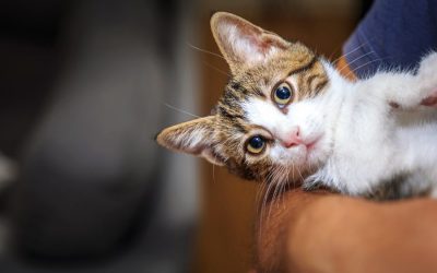 Introducing the Time to Pet Happiness Score for Hearts at Home Clients