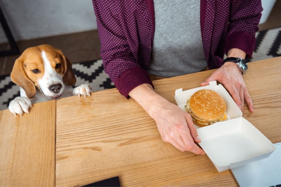 Beagle peeking over a table while a person opens a burger box.