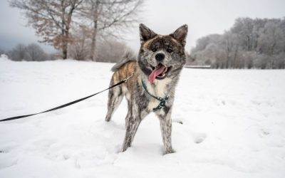 Keeping Yorktown Area Pets Safe and Warm This Winter