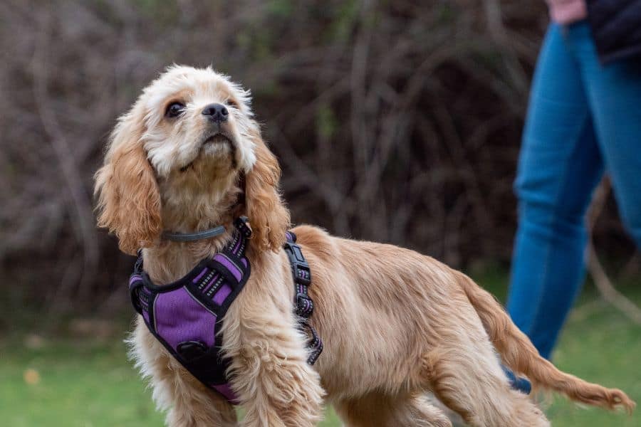 Compassionate golden retriever dog in a purple harness on a walk in the park, illustrating reliable pet sitting services for dogs at Hearts at Home Pet Sitting.