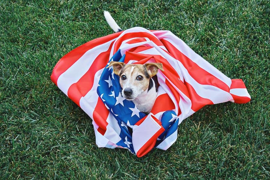 Small Jack Russell Terrier wrapped in an American flag on the grass in Yorktown, Virginia