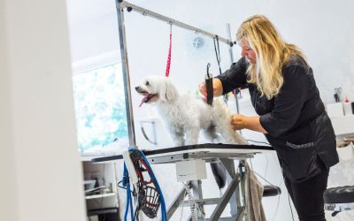 Mobile Grooming: Pampering Your Pup on Their Home Turf