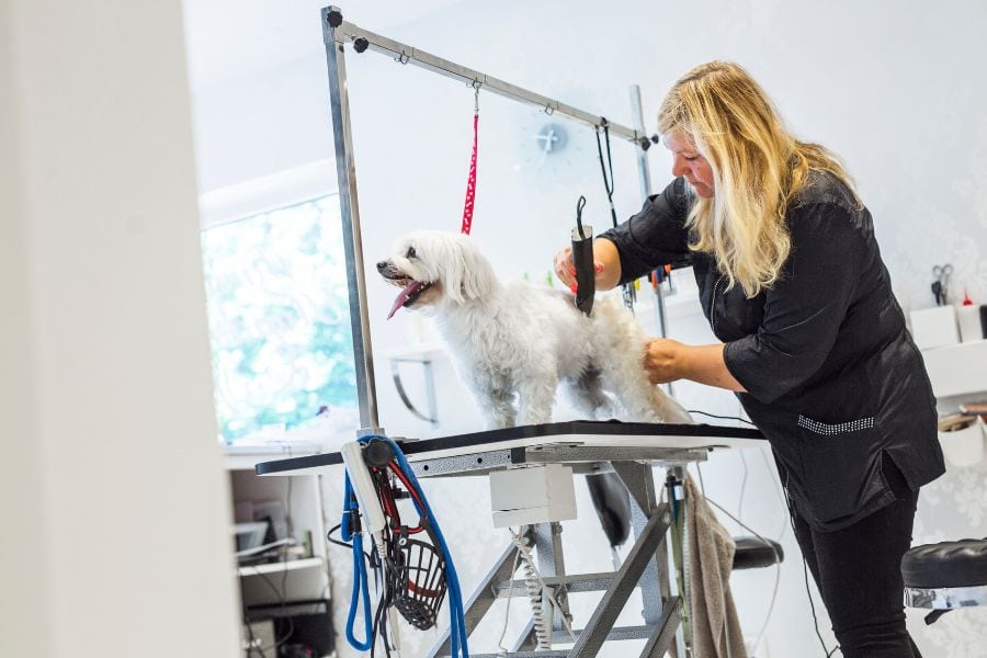 Grooming session for a dog at a pet grooming salon, Safe and Professional Pet Grooming Services, Pets Being Groomed, Loving Pet Care, Dogs Groomed, Pet Grooming, Dog Bath, Dog Haircut, Professional Pet Groomer.