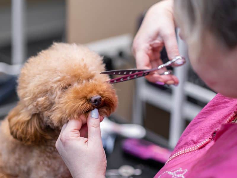 Groomer carefully trimming a small brown poodle’s face in Yorktown, Virginia