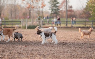 New Bark Park in Yorktown