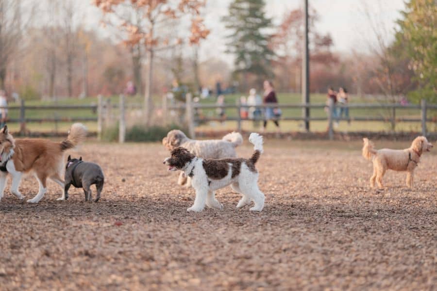 Dog playing in an outdoor dog park with friends, fostering socialization and exercise for pets.