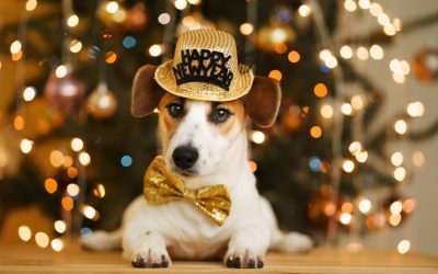 Noise Phobias in Pets: A New Year’s Eve Nightmare