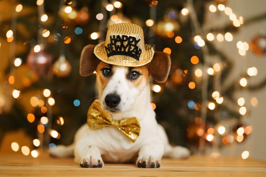 Jack Russell Terrier wearing a gold "Happy New Year" hat and bow tie in front of festive holiday lights.