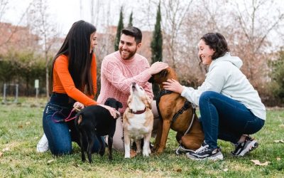 Pet Sitting Team vs. Individual: Why Choosing a Team Is The Best Bet