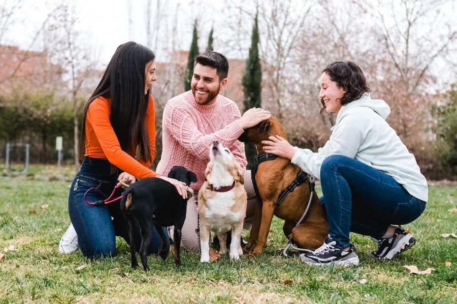 Pet Sitting Team vs. Individual Why Choosing a Team Is The Best Bet