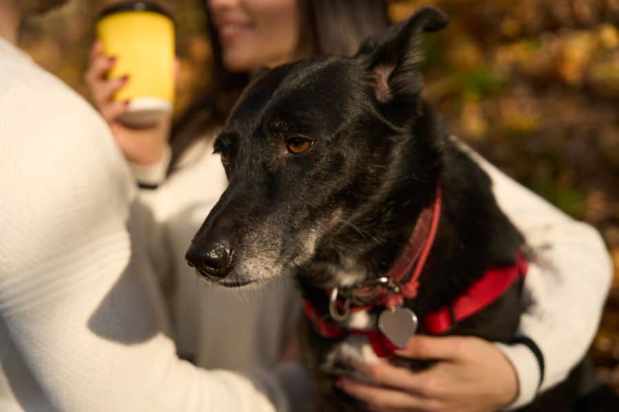 Heartwarming image of a black and white dog with a red harness being comforted by a pet sitter holding a coffee cup outdoors autumn scene.
