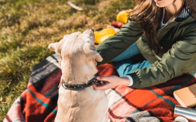 Shock-Free Coalition: A Better Way to Train Dogs