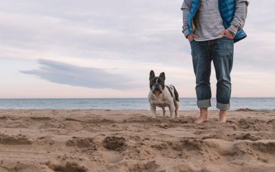 Staycations: Should You Bring Your Pets?