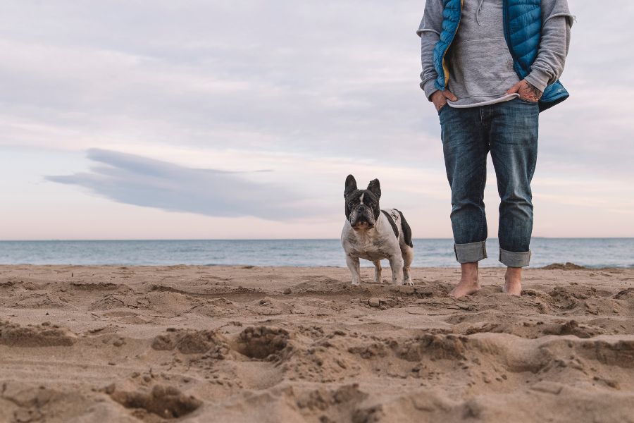French bulldog with owner on the beach during sunset, showcasing pet sitting services at Hearts at Home Pet Sitting, offering trusted pet care, dog walking, and sitting services for your pets.