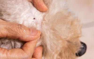 The Importance of Flea and Tick Prevention in Yorktown and its Environs