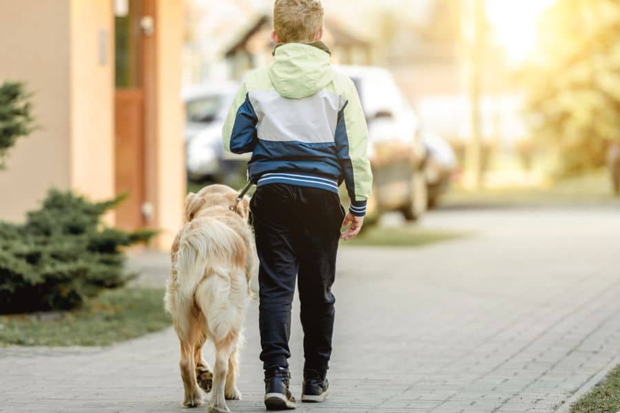 Friendly boy walking his golden retriever dog in neighborhood during sunset, illustrating trusted pet sitting and dog walking services.