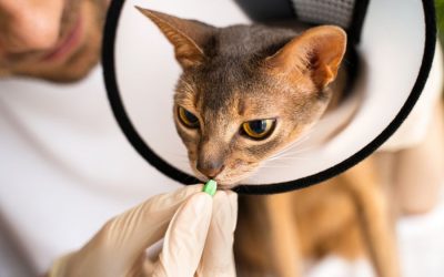 Top 10 Ways to Prepare Your Pet Sitter to Administer Medication