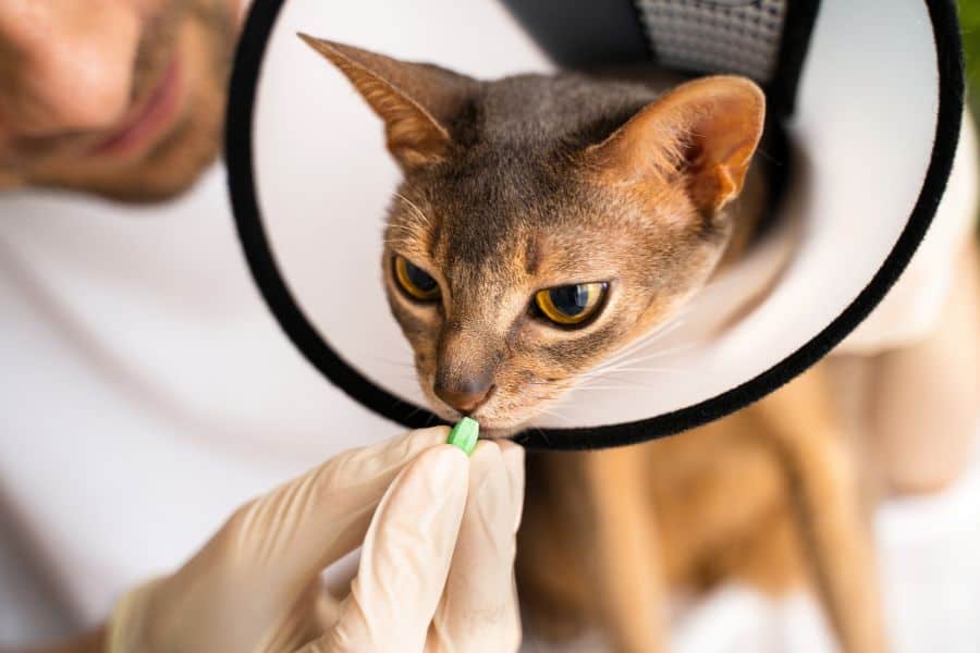 Healthy cat taking medication through a pill pocket during at-home pet sitting service.