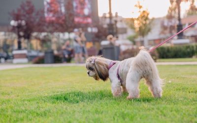 Why Enrichment is the Dog Behavior Trend Every Yorktown Area Pet Parent Should Embrace