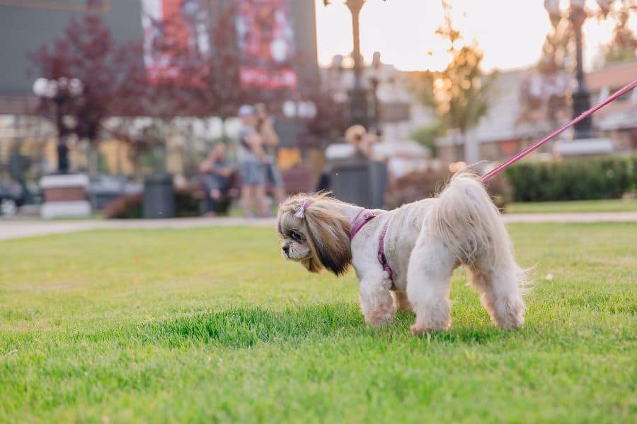 Shih Tzu dog on a leash exploring the grass at a park in Yorktown.