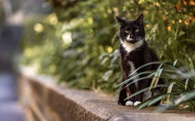 Yorktown 411: Community Cats & TNR