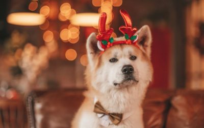 2023 Pet Gift Guide