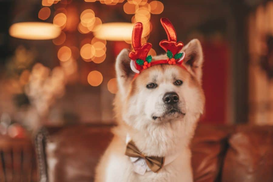 Big fluffy dog wearing holiday reindeer antlers and a bow tie indoors in Yorktown, Virginia