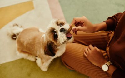 4 Easy Dog Treat Recipes